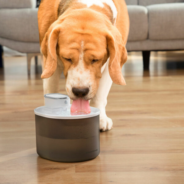Fonte automática InnovaGoods para cães Cão bebendo água em fonte automática InnovaGoods para pets